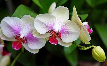 pohled na dvě orchideje